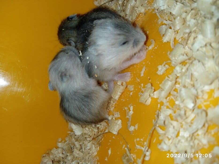 Хомячки джунгарики