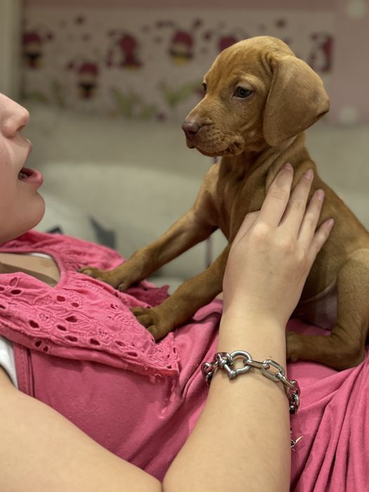 Угорська вижла або венгерская выжла неймлвірні золоті цуцики