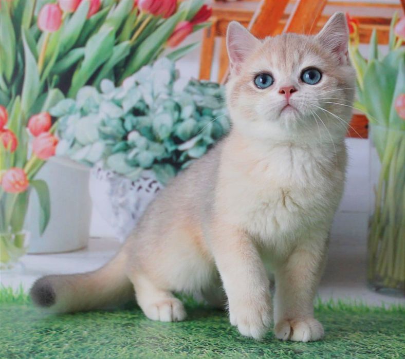 Найяскравіше забарвлення - голубе золото, британський котик