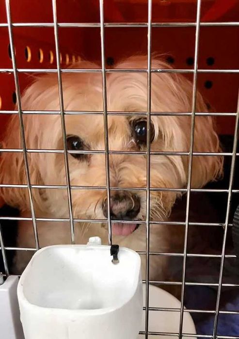 Международная перевозка животных (доставка) в Европу (ЕС) Польшу