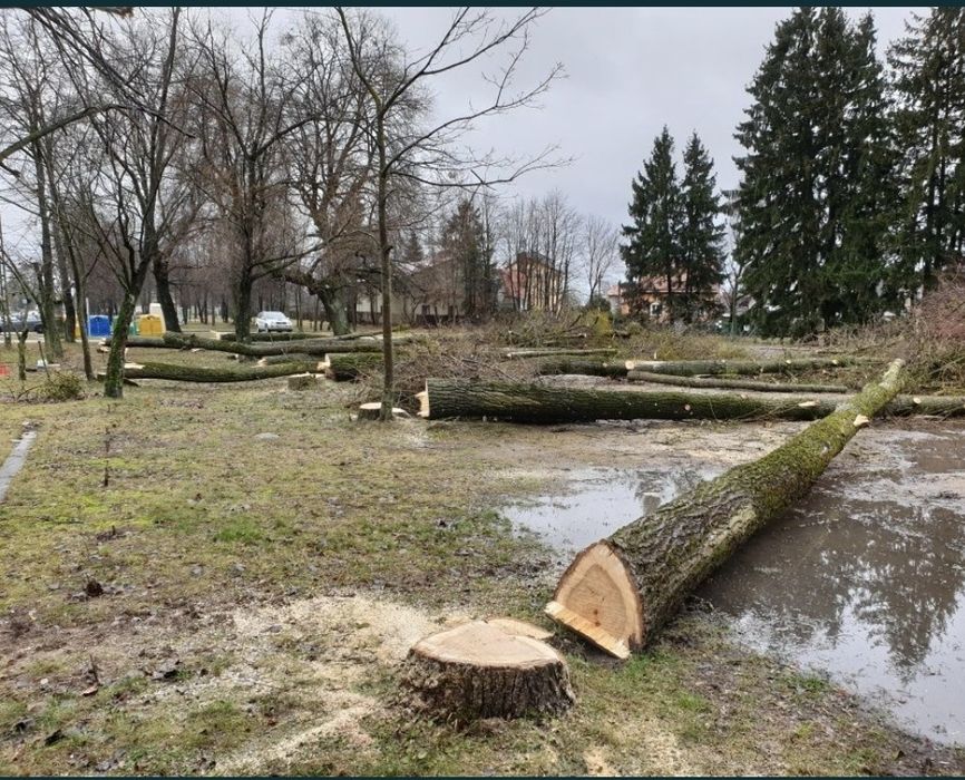 Wycinka drzew, arborysta, przycinanie koron, metodą alpinistyczną