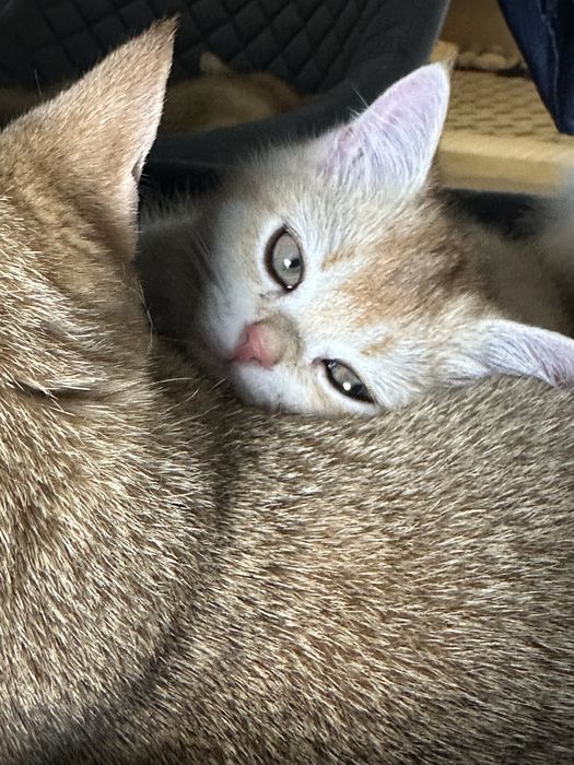 Кошенята золотої шиншили