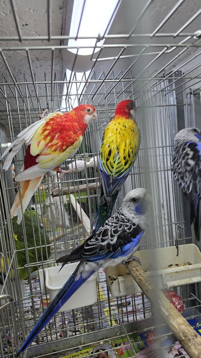 Roselias muito bonitas