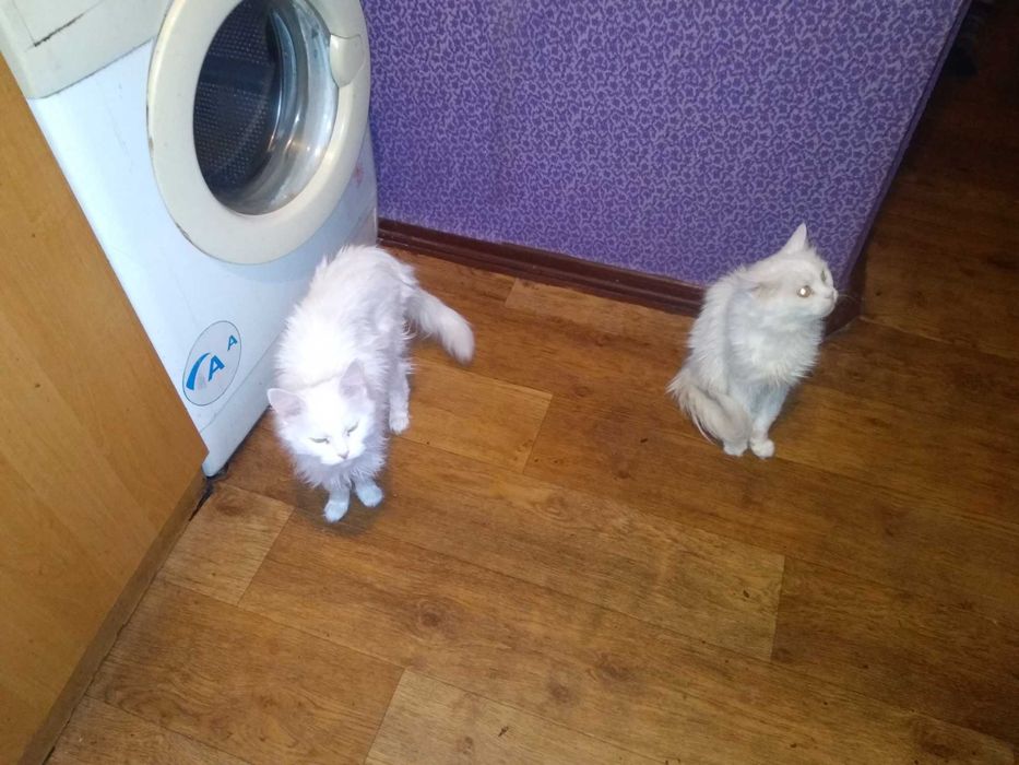 Отдам кошечек в хорошие руки