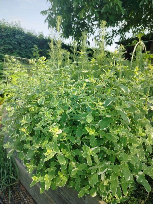 Zioła ekologiczne mięta oregano szałwia ananasowa