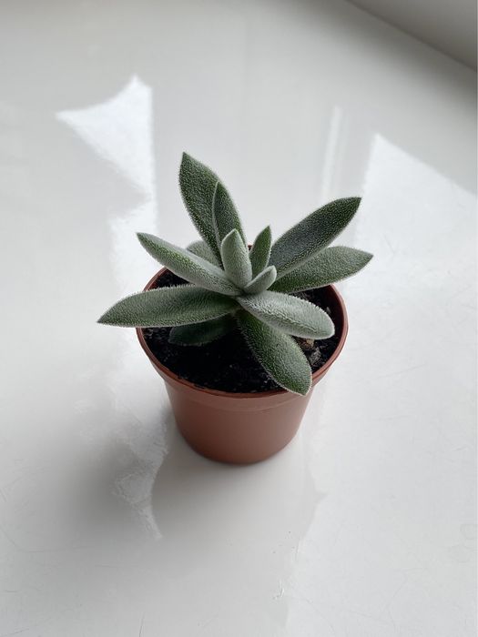 Сукуленти ечеверія красула