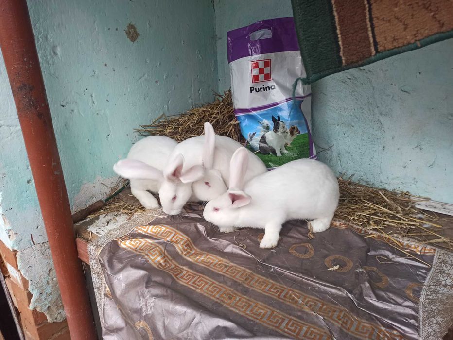 Тушки,м'ясо,кроля