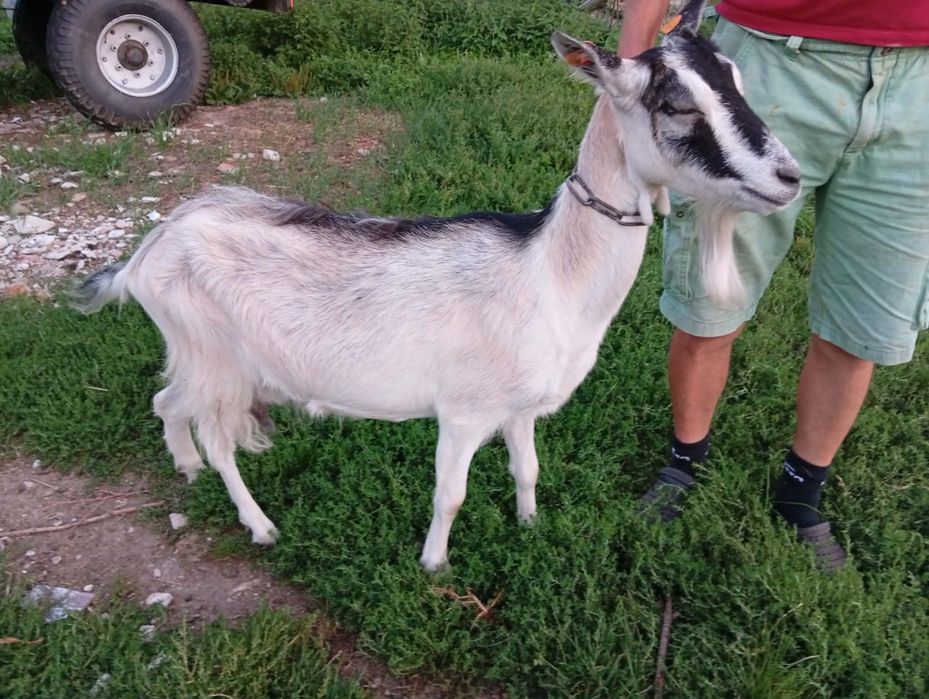 Kozy dojne ,mleczne