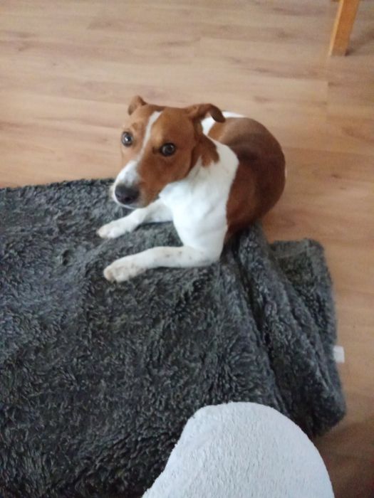 Джек Рассел тер'єр, в'язка, случка