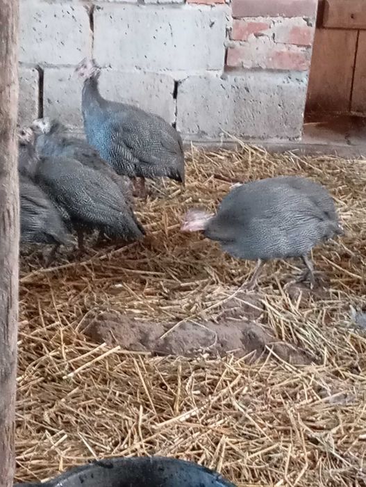 Sprzedam ŻYWE perliczki