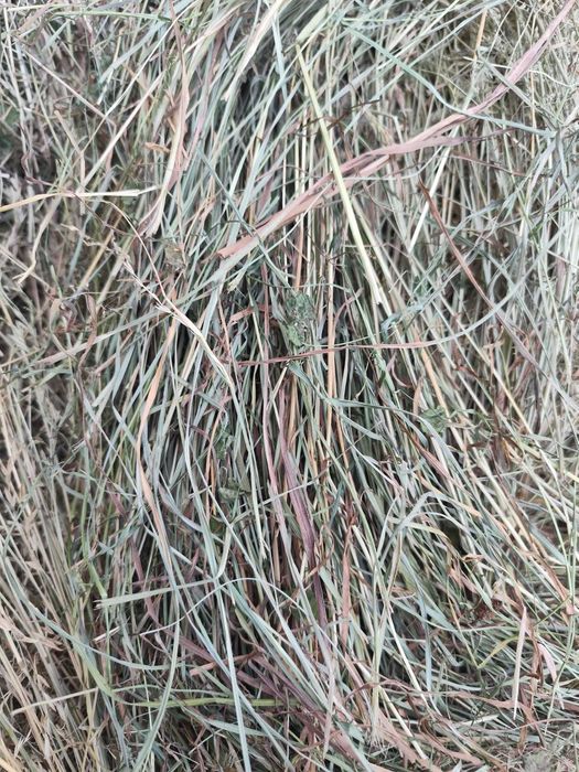 Сіно, сено, трава, отава 2025 для гризунів