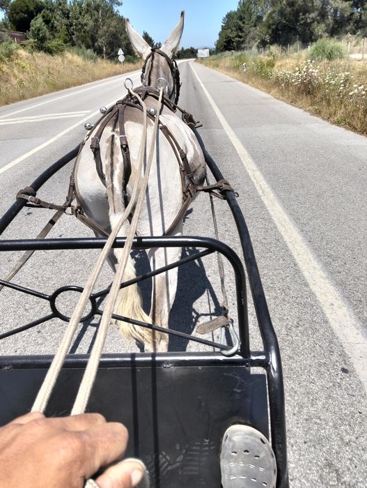 Vendo burro inteiro