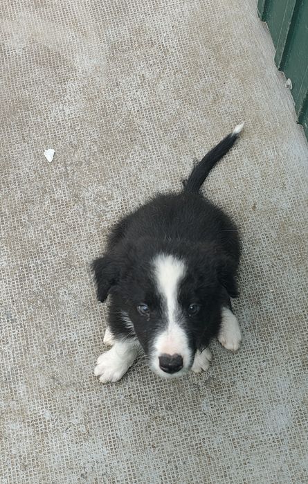 Border collie macho puro