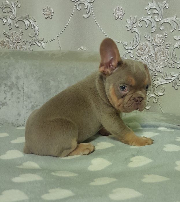 Ізабелла чері тан хлопчик