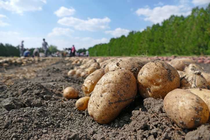 Agrowłóknina 100g 9.60x25m czarna na kopce warzywne Producent NaturSorte