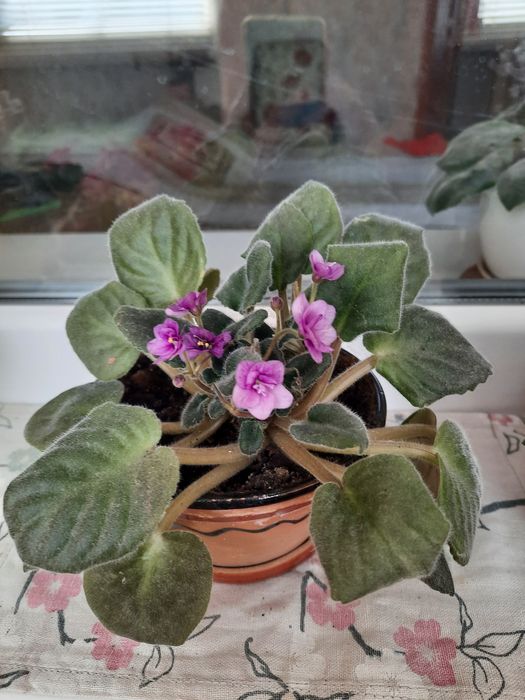 Фиалка мини Узамбарская