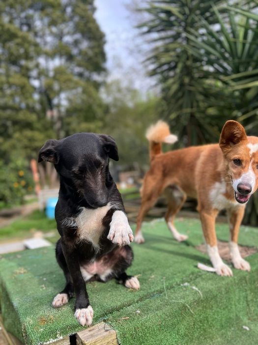 Cadela porte pequeno meiga