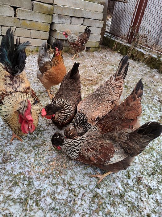 Jajka lęgowe, czubatka, jaja czubatka staropolska