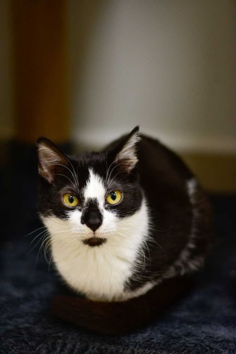 Ronnie - młoda, przytulaśna kotka do adopcji!