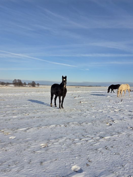 Wspóldzierżawa klaczy konia