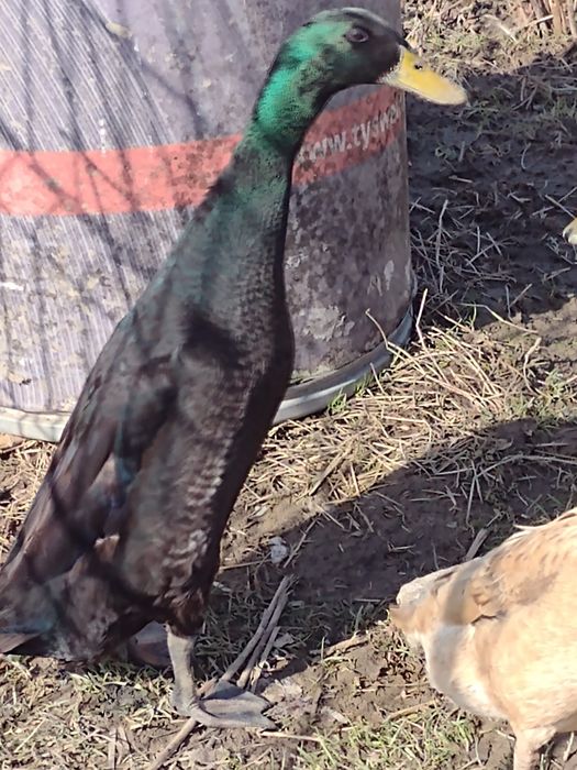 Kaczor biegus czarny