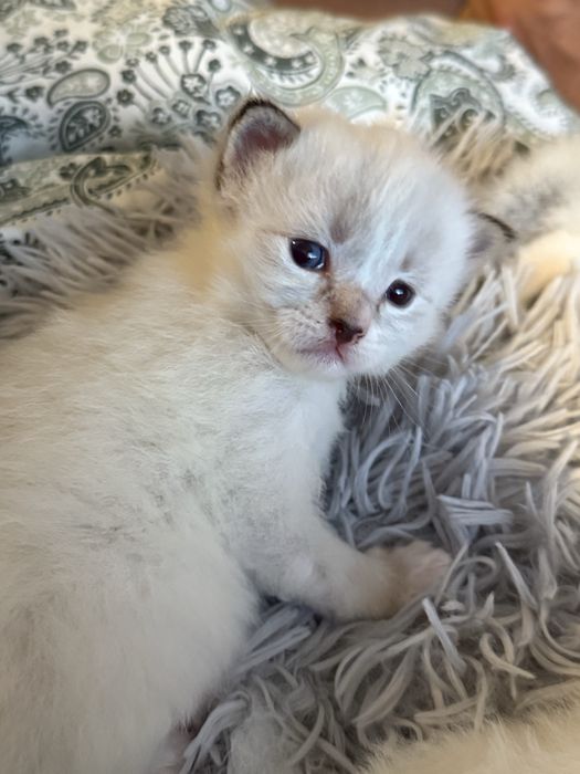 Ragdoll blue grey lynx lilac