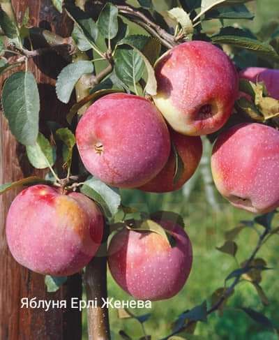 Саджанці плодових дерев ОПТОМ та в роздріб