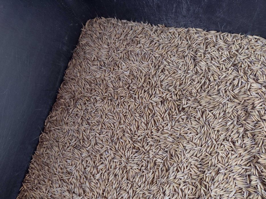 Sprzedam owies rambo - czyszczony