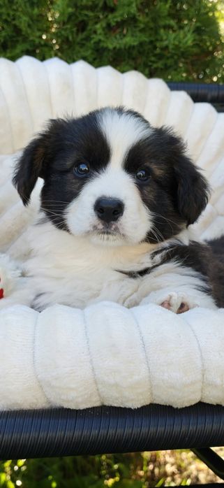 Welsh Corgi Cardigan to już 27 lat hodowli Rivulus ZKwP FCI wspaniała sunia Aga po Championie badania DNA