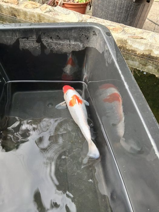 Carpa koi 35/40 cm