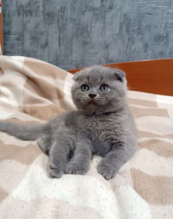Банда шотландських висловухих шибеників.Шотландські висловухі котики.