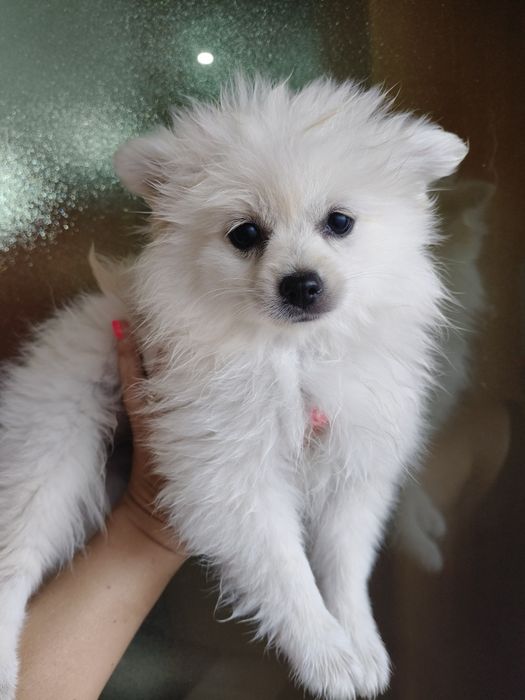 Spitz alemão  menina