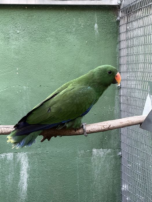 Papagaio ecletus deste ano