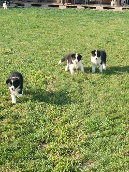 Szczeniak border collie