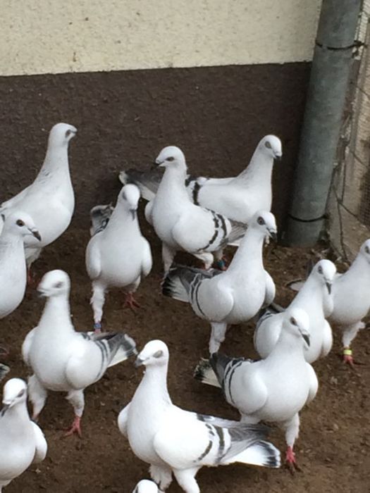Sprzedam gołębie żałobne łomżyńskie obrączkowane