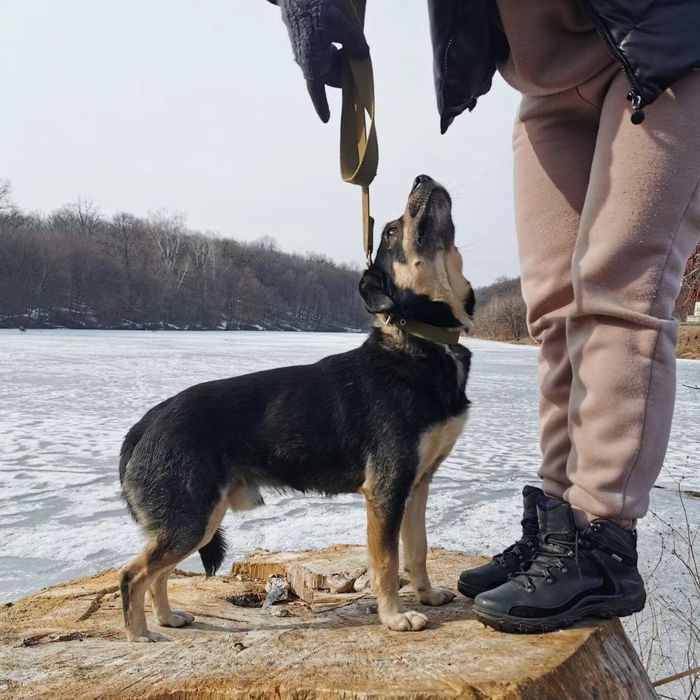 Маленькая собачка ищет дом