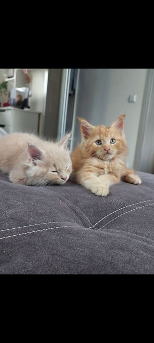 Котики мейн кунчики в Полтаві