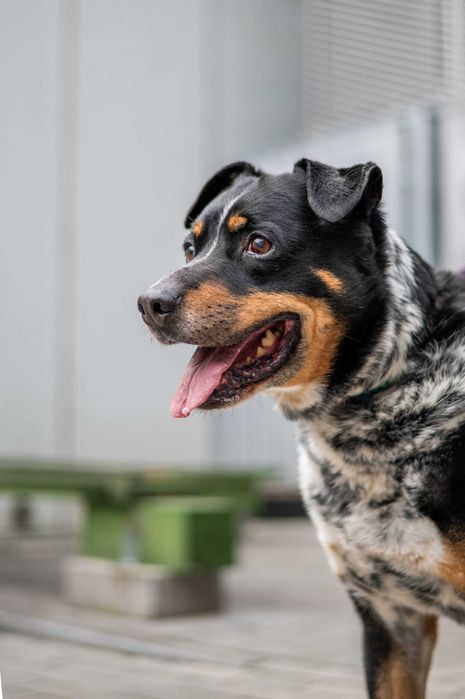 Wyrzucony z samochodu Baron szuka domu na zawsze