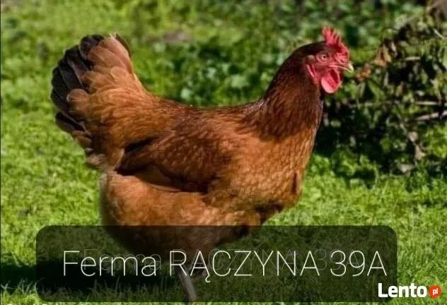 Kury kokoszki młode nioski kaczki gęsi perliczki