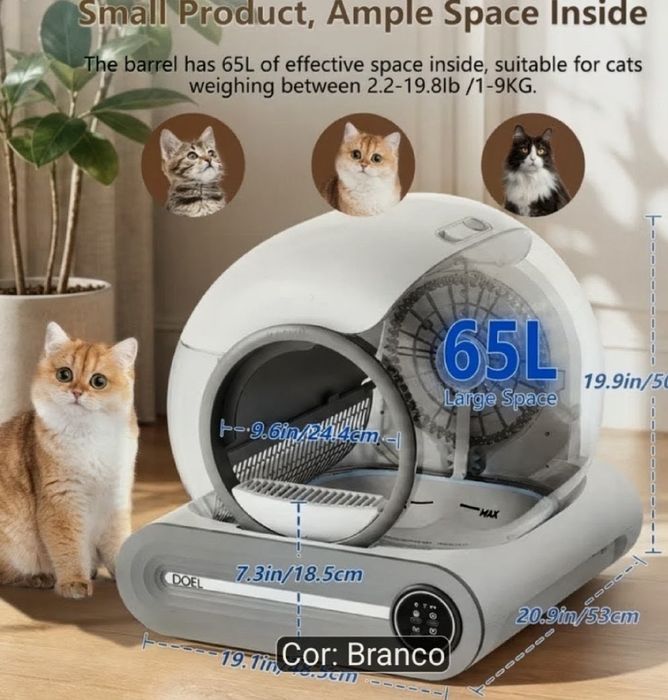 Bengal macho  puro + oferta cx automática