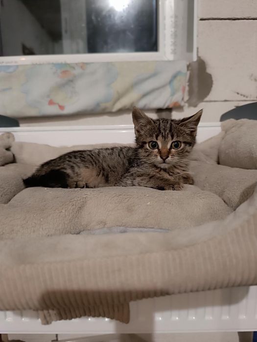 Шикарные котята  бесплатно