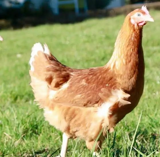 Інкубаційне яйце Ломан Браун