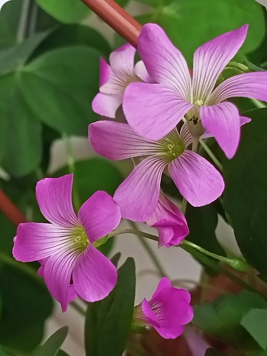 Кислица Corimbosa Aurea reticulata
