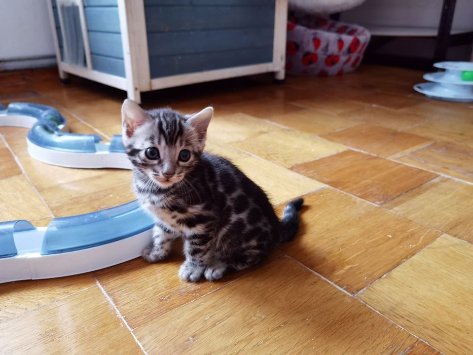 Srebrna kotka bengalska, rodowód FPL