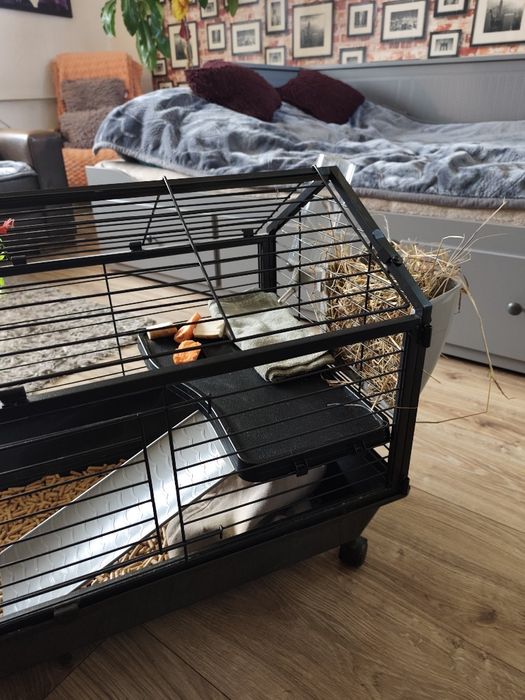 Sprzedam świnki morskie wraz z klatką