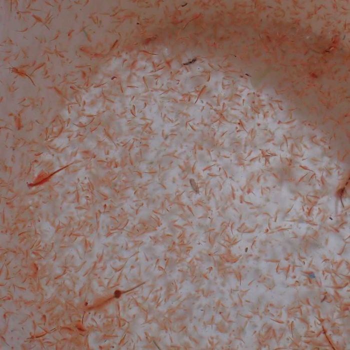 Żywy solowiec  (Artemia) - akwarium morskie.  Duży lub mały.