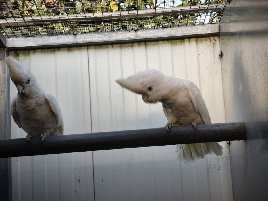 Casal de cacatuas docorpsii 2012 disponível para entrega imediata