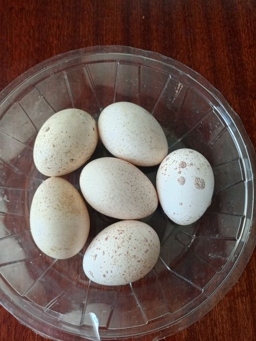 Яйця Інкубаційні індичі