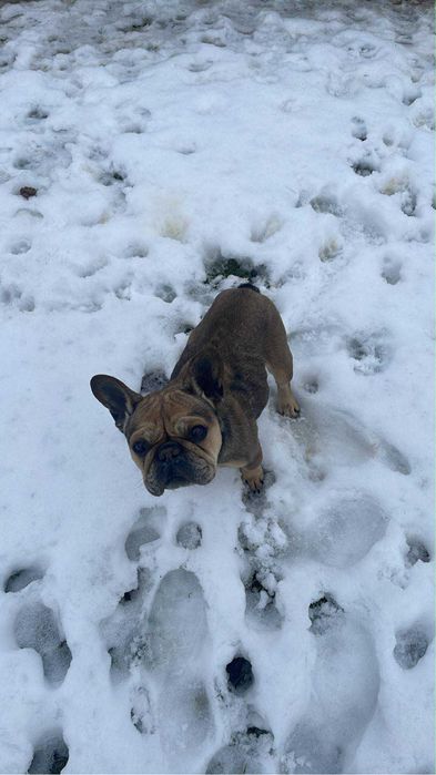 Oddam parkę Buldogow