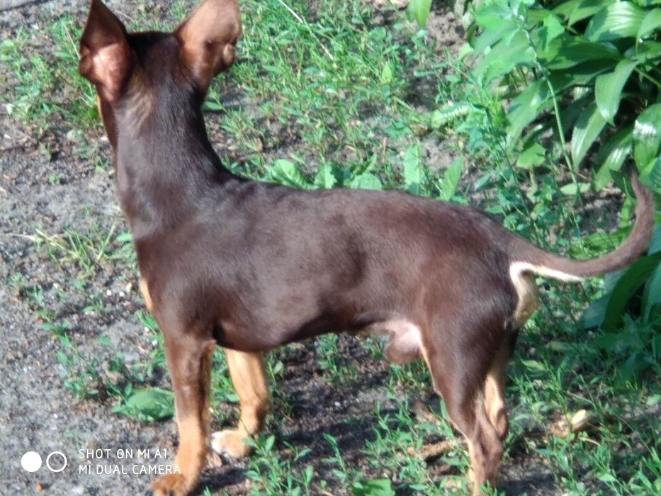 Ищем девушку для вязки